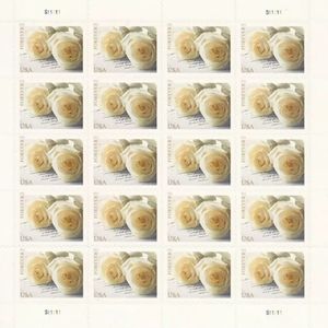 Set of 1000 white Roses